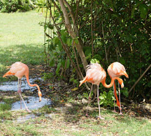 Flamingi