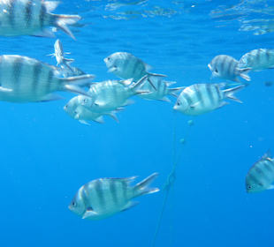 Scherenschwanz-Soldatenfisch, immer sehr neugierig