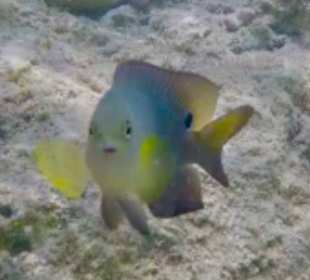 Schnorcheln Marsa Alam