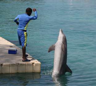 Dolphinscove