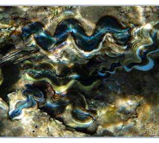 Schuppige Riesenmuscheln