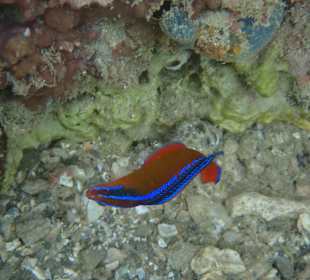 Unterwasserwelt Musandam