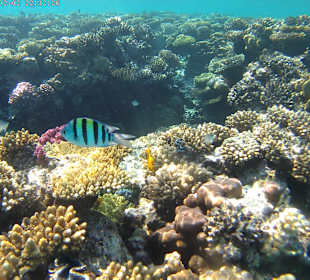 Schnorcheln Sahl Hasheesh