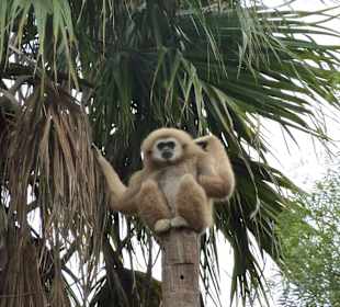 Gibbon