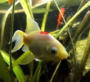 Aquarium im Keller des Landesmuseums