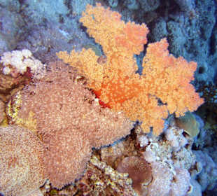 Nurkowanie w Sharm el Sheikh - podwodne życie