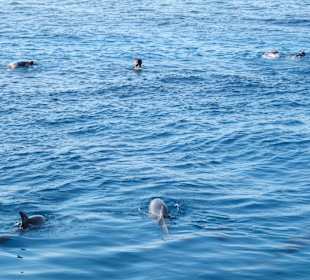 Wir schwimmen mit freilebenden Delfinen 