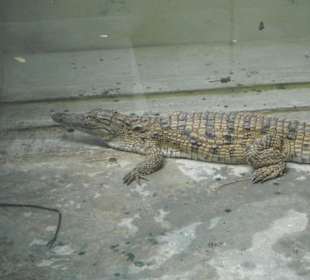 La Vanille Crocodile Park