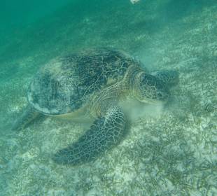 Riesenschildkröte