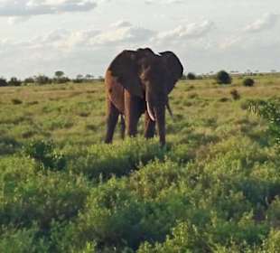 Geführte Touren Marco Polo Tours & Safaris Diani Beach