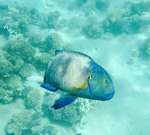 Schnorcheln am Hausriff