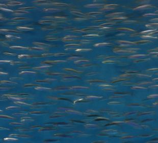 Fischschwarm