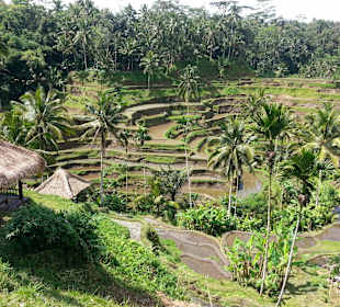 Blick auf die Terrassen