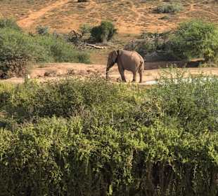 Addo Elephant Nationalpark