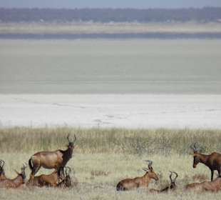 Etosha Nationalpark