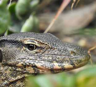 Warane im Lumpini Park (bis zu 2 Meter)