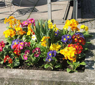 Fiori nel centro di Passavia