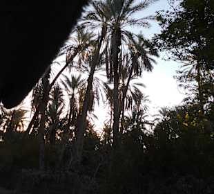 Palmenoase und Kutschfahrt