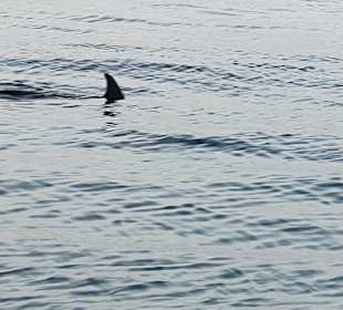 Delfin Tour Hurghada