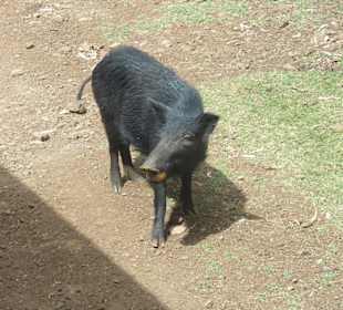 Casela Bird Park