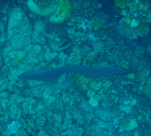 Schnorcheln Marsa Alam