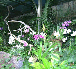 Orchideen