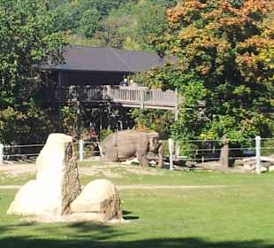 Große Freifläche fü die Elefanten