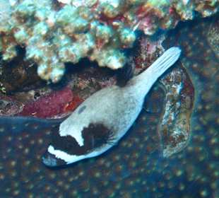 Schnusiger Maskenkugelfisch