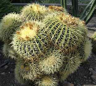 In den Kakteengärten von Trauttmansdorff