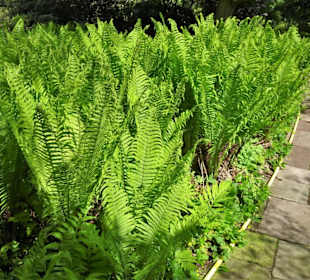 Rundgang durch den Berggarten Hannover