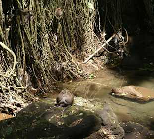 Małpi gaj w Ubud