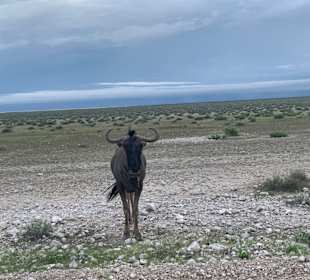 Etosha Park Tier