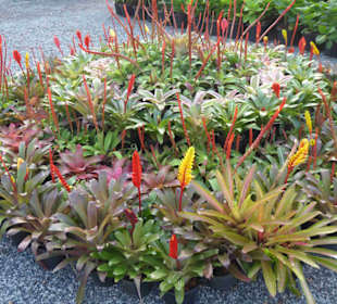 Blumen aus aller Welt im Treib- u. Gewächshaus