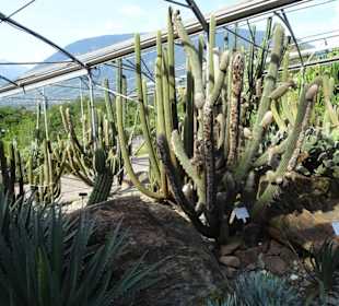 In den Kakteengärten von Trauttmansdorff