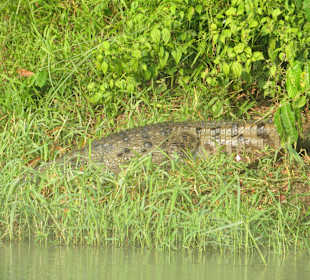 Krokodil am Ufer