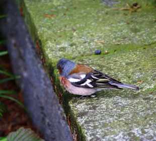 Vogelpracht genauso vorhanden