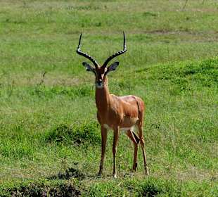 Antilope