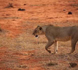 Tsavo Ost