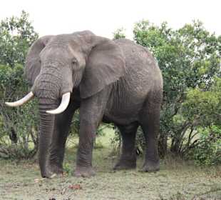 Julius Tact / JT Safaris