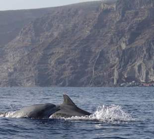 Große Tümmler vor La Gomera
