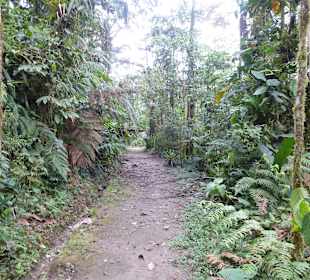 Wanderung durch den Nebelwald/Regenwald