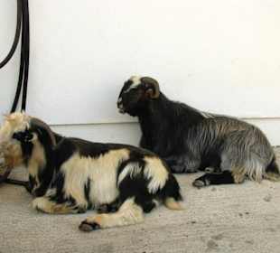 Mieszkańcy góry Taurus 