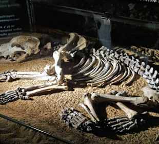 Höhlenbären-Skelett in der Sophienhöhle