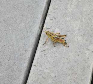 Heuschrecke (Romalea microptera)