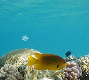 Rotes Meer, Lippfisch