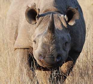 Spitzmaulnashorn