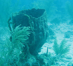 Tauchgang Grenada/ St. Georges