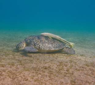 Direkt am Hotelstrand: Wasserschildkröten mit Putzerfisch