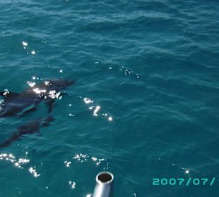 Delphine auf dem Ausflug