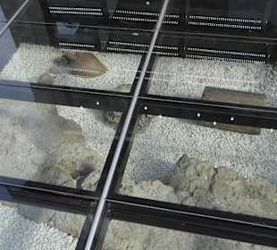 Pod szybami widać prawdziwy poziom antycznego mias